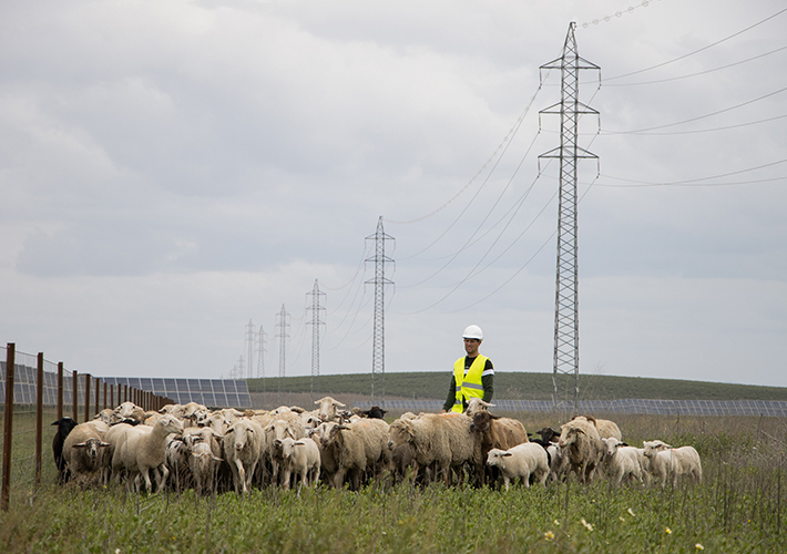 Foto Statkraft pone en marcha su primer programa de agrivoltaica en España en las plantas solares de Alcalá de Guadaíra.